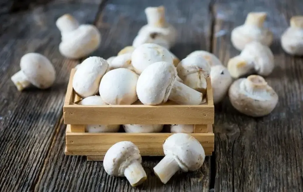شناخت انواع قارچ خوراکی و نحوه استفاده