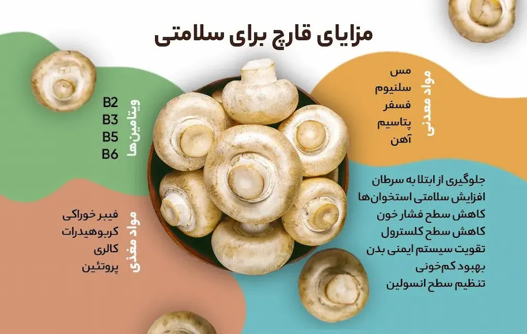 شناخت انواع قارچ خوراکی و نحوه استفاده 4 شناخت انواع قارچ خوراکی و نحوه استفاده